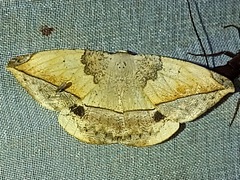 Oxydia peosinata