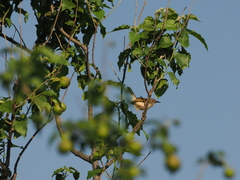 Camaroptera brachyura