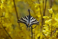 Iphiclides feisthamelii