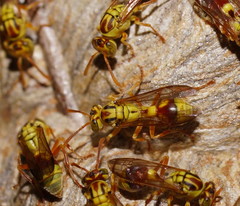 Ropalidia romandi