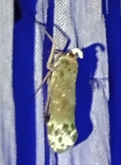 Enchophora pallidipunctata