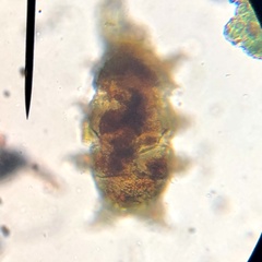 Echiniscidae