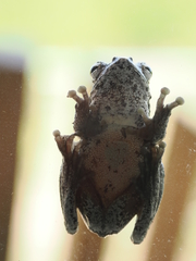 Chiromantis xerampelina