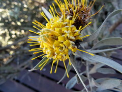 Leucospermum rodolentum