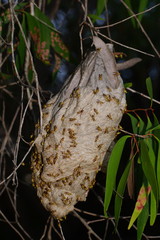 Ropalidia romandi