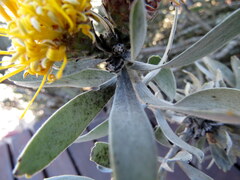 Leucospermum rodolentum