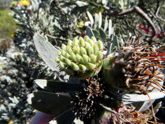 Leucospermum rodolentum