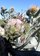 Leucospermum rodolentum