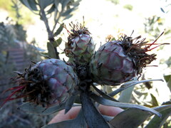 Leucospermum rodolentum