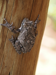 Chiromantis xerampelina