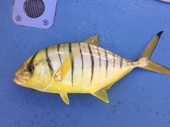 Gnathanodon speciosus