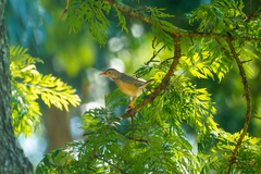 Turdus libonyana