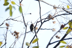 Picumnus innominatus