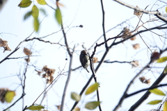Picumnus innominatus