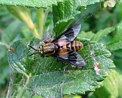 Chrysops