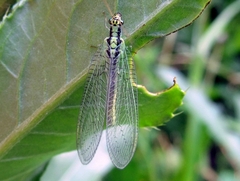 Chrysopa walkeri