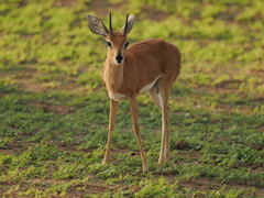 Raphicerus campestris