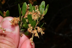 Acacia mucronata