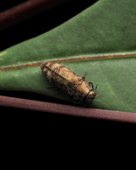 Diphucrania