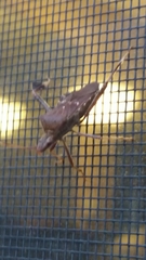 Leptoglossus oppositus