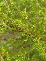 Erica arborea