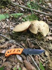 Caloboletus firmus