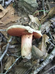 Caloboletus firmus