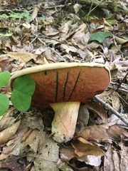 Caloboletus firmus