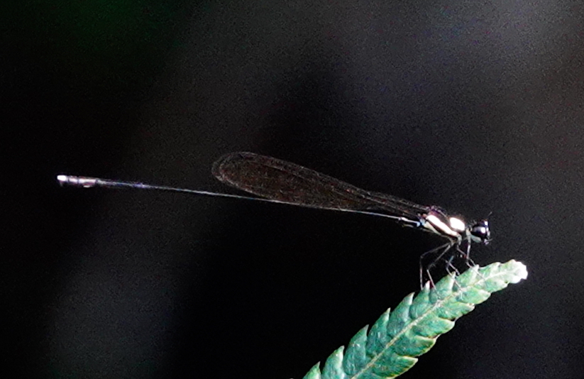 Nososticta circumscripta