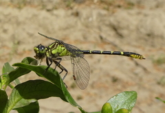 Neogomphus molestus