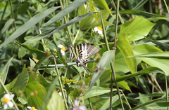 Graphium antiphates