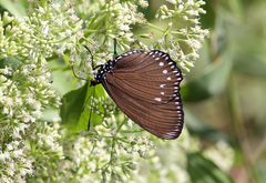 Euripus nyctelius
