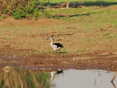 Sarkidiornis melanotos