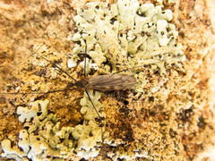 Chioneinae