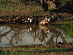 Chiromantis xerampelina