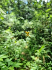 Micrathena crassispina