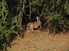 Lepus saxatilis