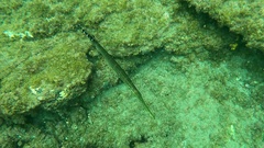 Aulostomus strigosus