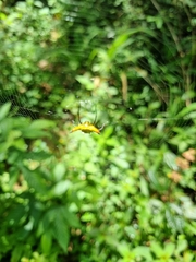 Micrathena crassispina