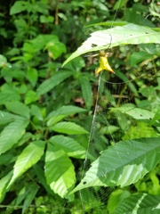 Micrathena crassispina