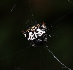 Gasteracantha sacerdotalis