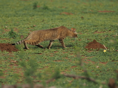 Felis lybica cafra