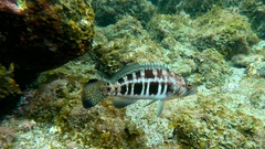 Serranus atricauda