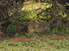 Felis lybica cafra