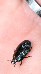Hololepta