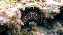 Holothuria sanctori