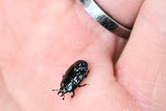 Hololepta