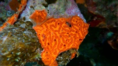 Botrylloides violaceus