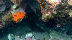 Botrylloides violaceus