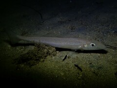 Sillaginodes punctatus